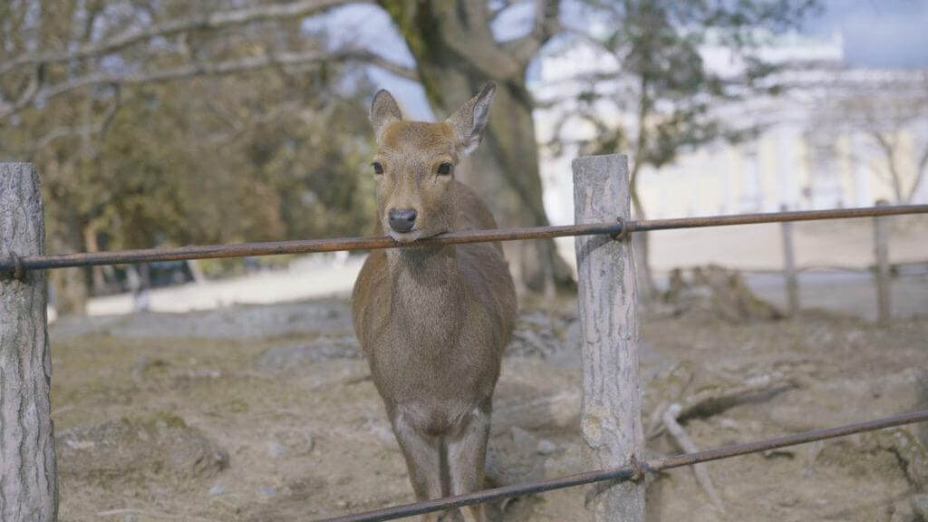 奈良公園の鹿